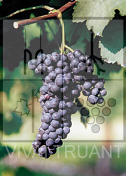 Foto di un grappolo d'uva di Lambrusco Sorbara R4