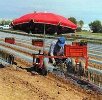 Vine planting cart