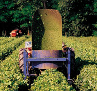 Foto dell'utilizzo della cimatrice a verde per vivaio