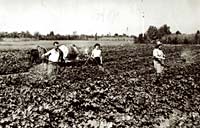 Foto d'epoca della coltivazione di barbatelle